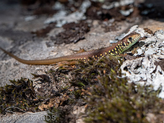 Juvenila Lacerta schreiberi