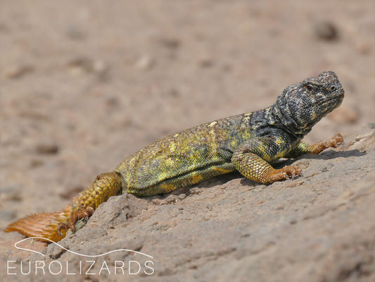 Uromastyx benti – a colorful male