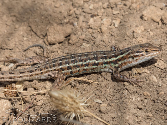 Psammodromus hispanicus - male