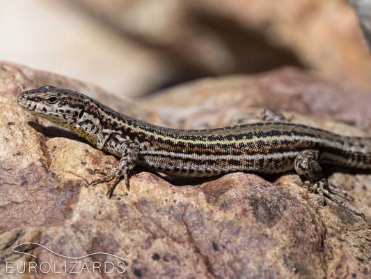 Podarcis bocagei (female)