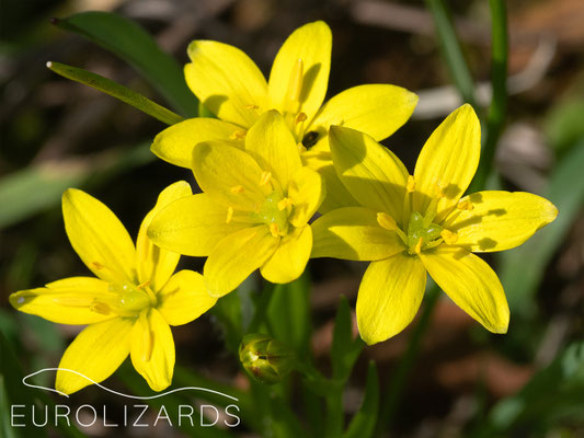 Gagea sp.