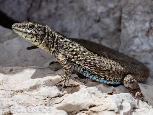 Podarcis erhardii from Astakida, male