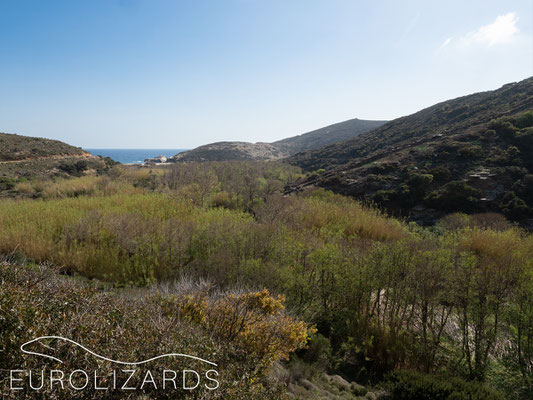 The wetland at Voris beach has a nice Alnus forest