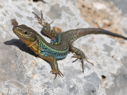 Podarcis thais, male