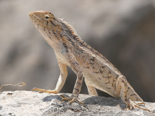 Calotes versicolor