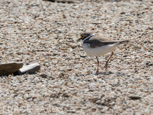 Charadrius dubius