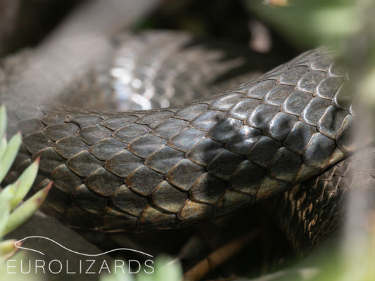 Malpolon insignitus