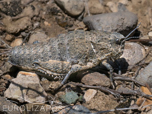 An impressive grasshopper from the genus Nocarodes