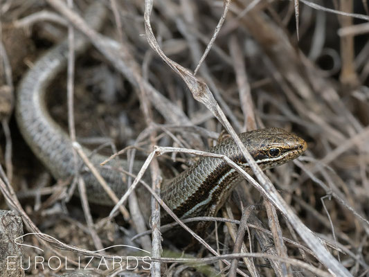 Ablepharus bivittatus