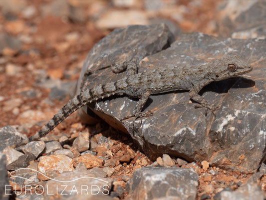 Mediodactylus kotschyi at noon