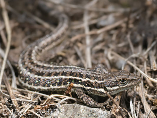 Parvilacerta parva