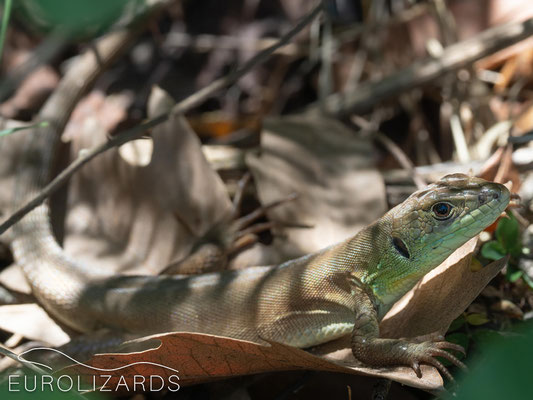 Lacerta trilineata (juvenile)