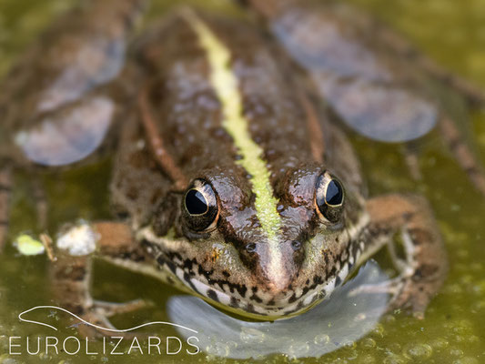 The omnipresent Pelophylax perezi