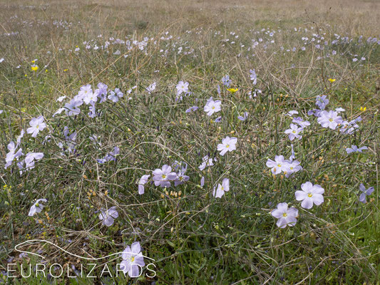 Linum austriacum in a potential viper habitat