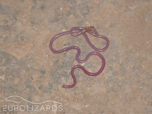 Myriopholis macrorhyncha