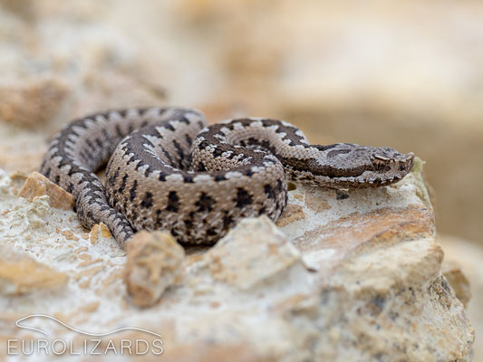 Vipera latastei