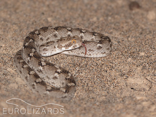 Echis carinatus
