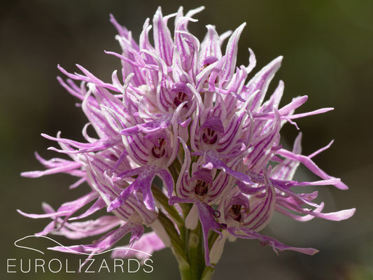 Orchis italica