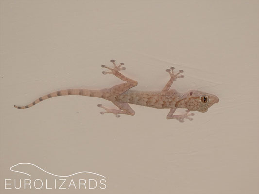 Ptyodactylus orlovi