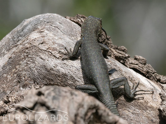 Hellenolacerta graeca eating a juvenile