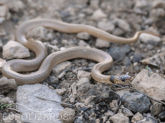 Eirenis collaris