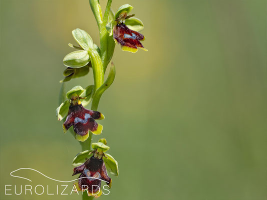 Ophrys aymoninii, another endemic of that area