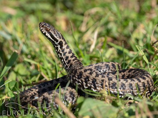 Vipera seoanei cantabrica