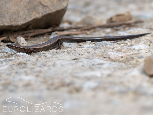 Ablepharus kitaibelii