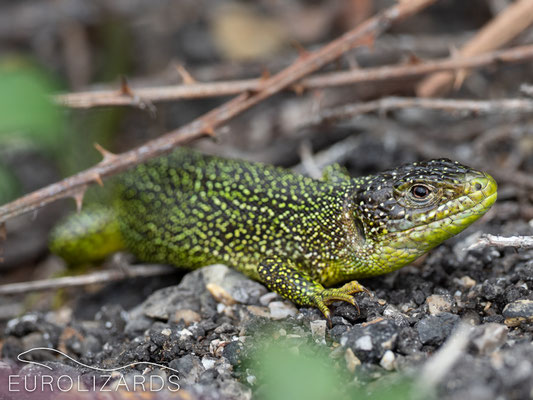 Male Lacerta bilineata