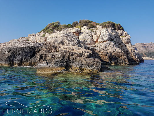 Psomi: the only so far known habitat of Anatololacerta finikensis in Greece