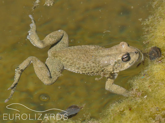 Duttaphrynus arabicus