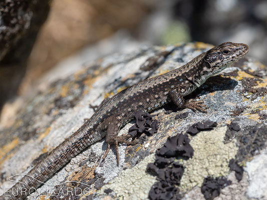 Iberolacerta galani