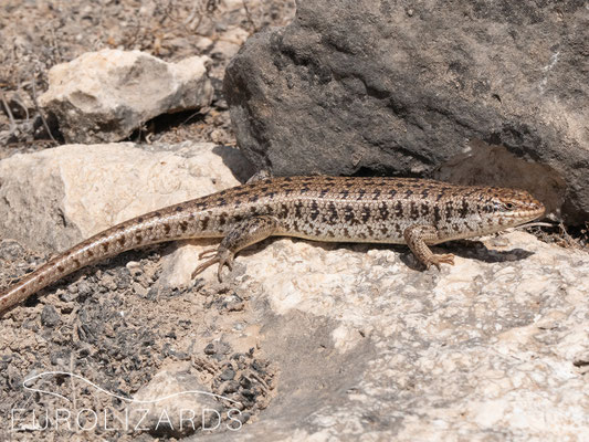 Trachylepis brevicollis