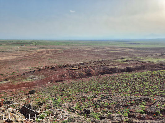 Arid habitat near Armawir
