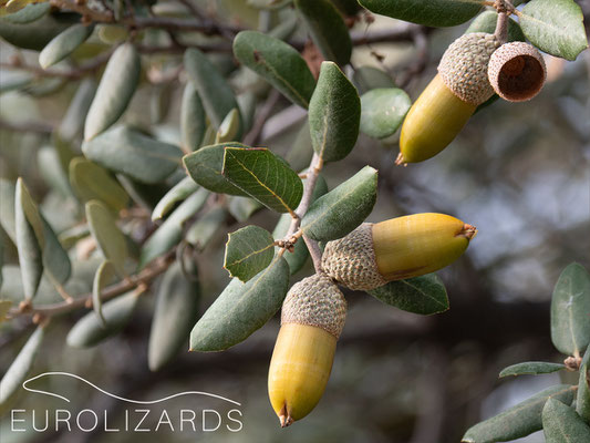...and its favorite food: Quercus rotundifolia