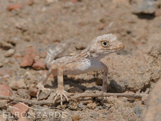 Pristurus carteri – female