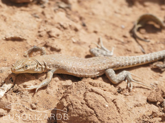 Mesalina sp.