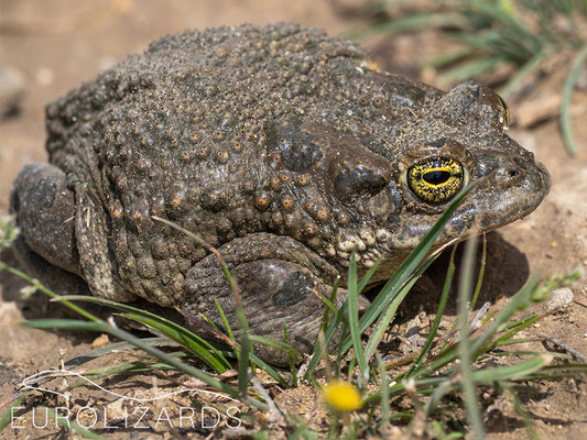 The Wedi area has a dark coloured population of Bufotes variabilis