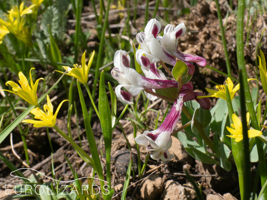 Corydalis persica (with Gagea sulfurea)