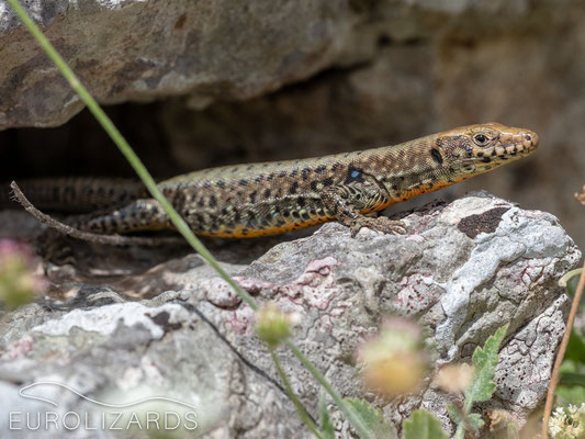 Hellenolacerta graeca: one of the species we wanted to photograph again