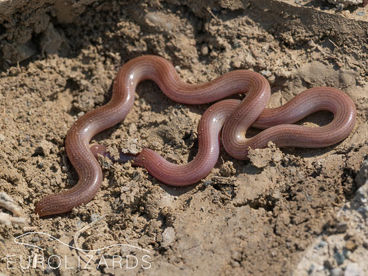 Xerotyphlops vermicularis is common in the lower altitudes of Armenia