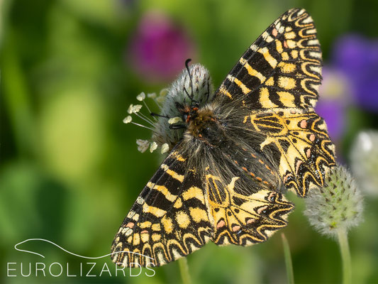 Zerynthia polyxena
