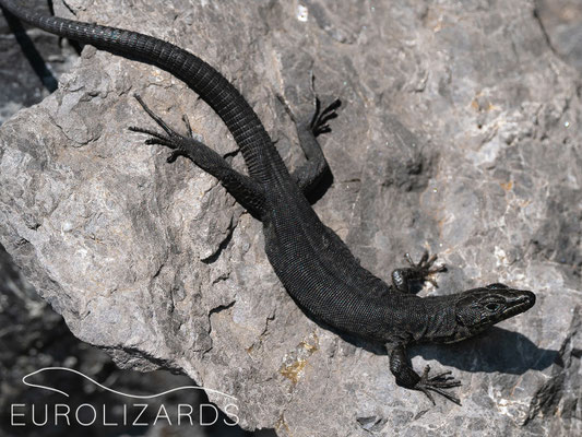 A dark Hellenolacerta graeca