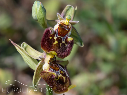 Ophrys (holoserica) andria