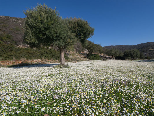 Blooming olive grove (Matricaria chamomilla)