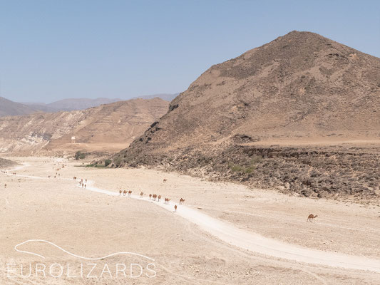 Camels