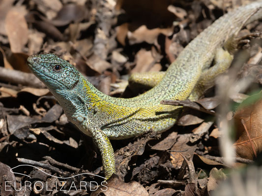 Lacerta citrovittata (male)