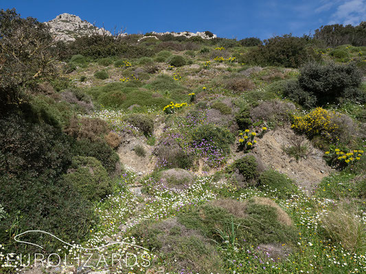 Habitat in the Malea hills