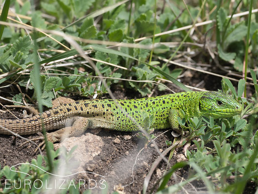 Beautiful Lacerta strigata