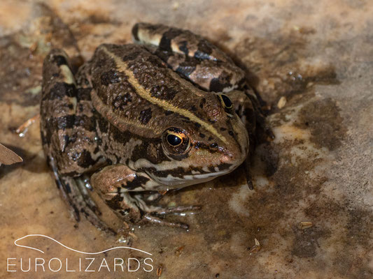 Pelophylax ridibundus